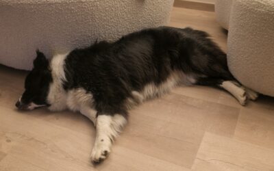 Best Flooring For Dogs