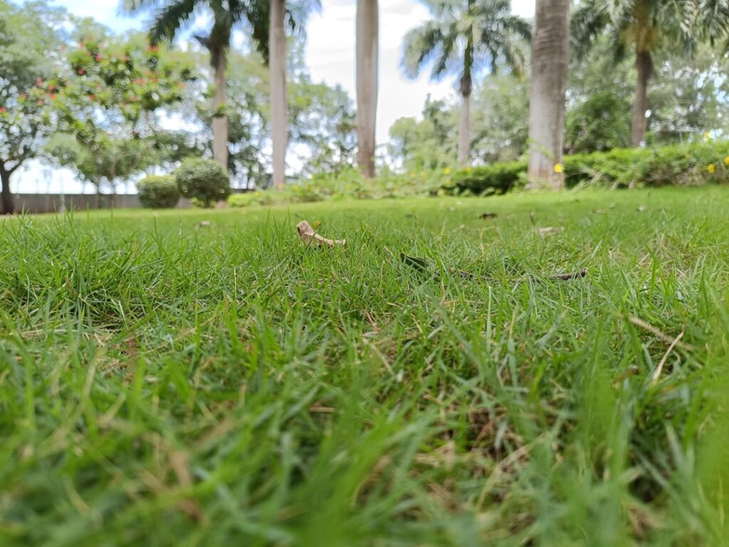 Close-up view of a thick, healthy green lawn grown from quality grass seed
