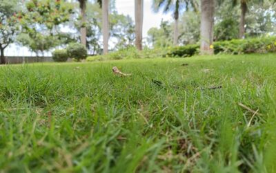 Close-up view of a thick, healthy green lawn grown from quality grass seed