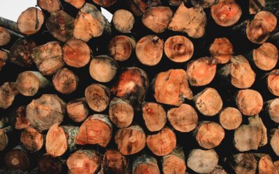 Side-by-side comparison of different hardwood floor species showing grain patterns and colors