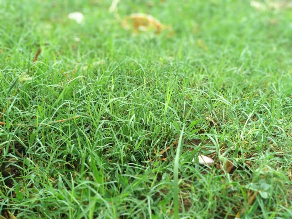Close-up of fresh green grass seedlings sprouting from dark soil on a residential lawn