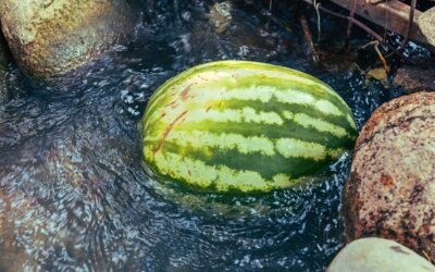 A large dark-skinned Black Diamond watermelon resting on garden soil surrounded by green vines