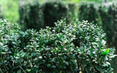 Neatly trimmed boxwood hedges lining a brick garden pathway in bright sunlight