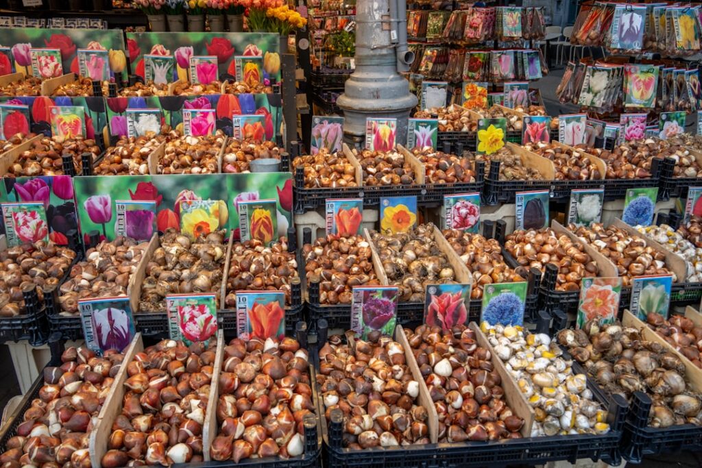 Colorful dahlia and gladiolus bulbs laid out on soil next to garden tools ready for spring planting