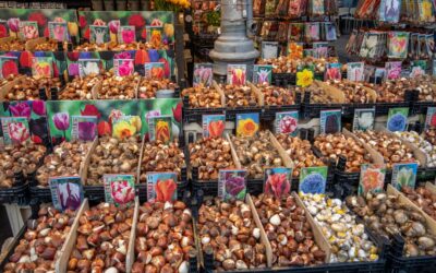 Colorful dahlia and gladiolus bulbs laid out on soil next to garden tools ready for spring planting