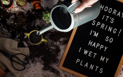 Cactus being repotted with well-draining cactus soil mix