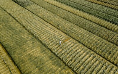 Large carpet rolls displayed in a flooring warehouse showroom