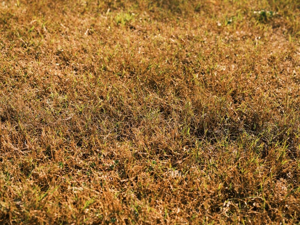 Close-up of round dollarweed leaves growing in a green lawn with morning dew