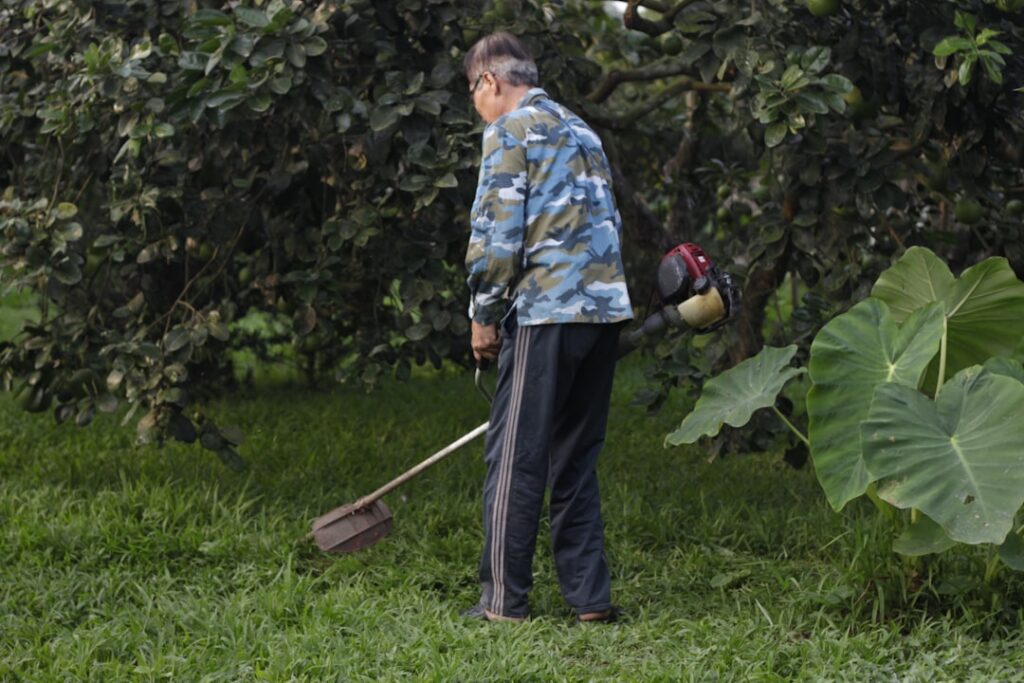Homeowner using a pump garden sprayer to apply treatment on a green residential lawn