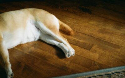 Dog sitting on clean carpet in a bright living room
