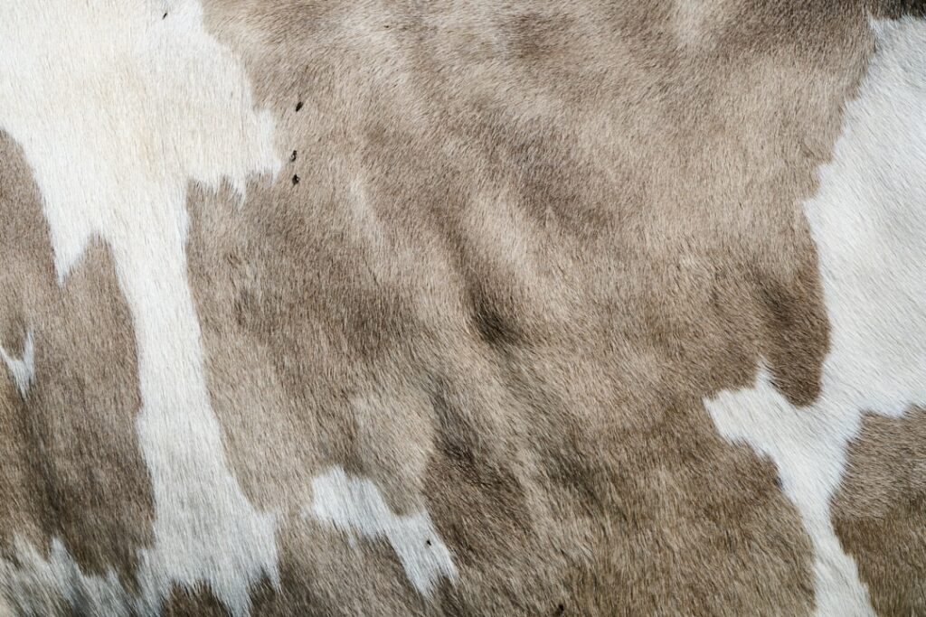 Person blotting a carpet stain with a white cloth using a spray cleaning solution
