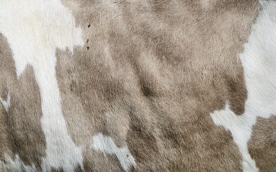 Person blotting a carpet stain with a white cloth using a spray cleaning solution