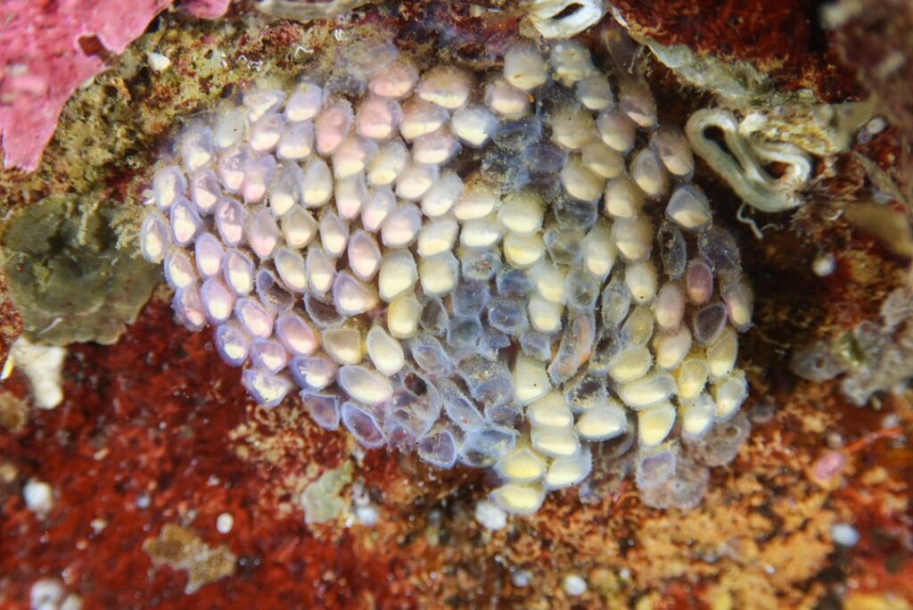 Cluster of small translucent snail eggs nestled in dark garden soil