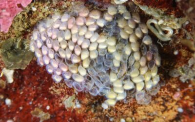 Cluster of small translucent snail eggs nestled in dark garden soil