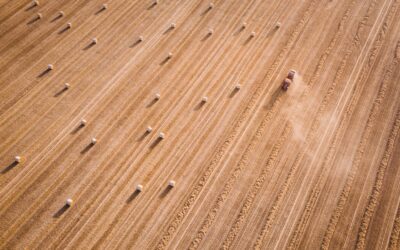 Cross-section comparison of SPC and WPC vinyl plank cores