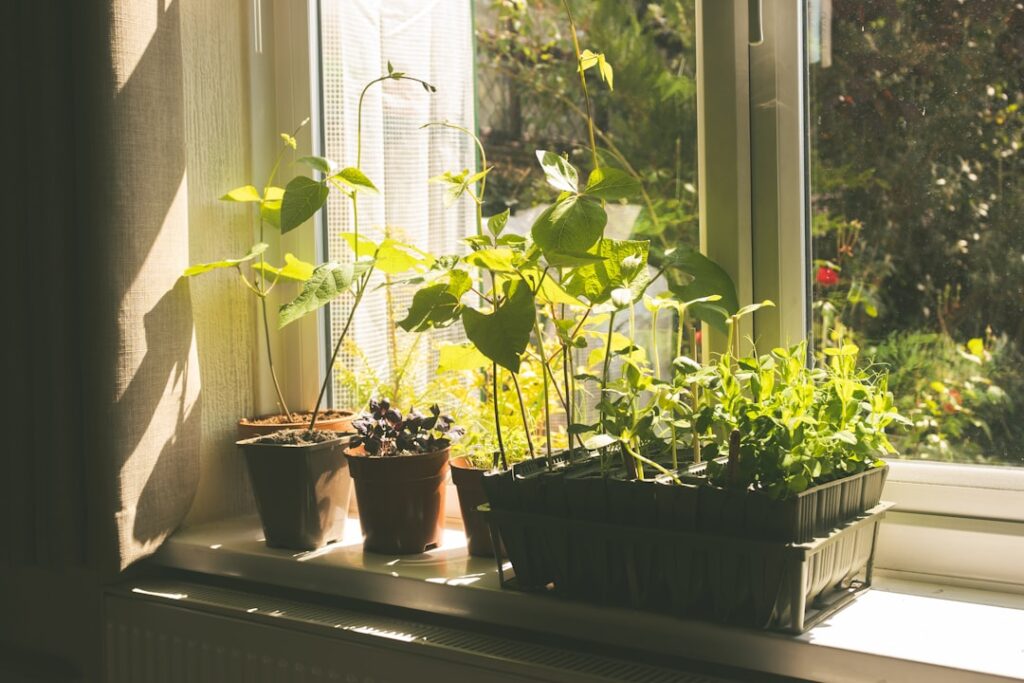 Rows of young seedlings growing in seed trays on a sunny windowsill indoors