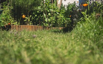 Organized raised bed vegetable garden with lettuce, tomatoes, and herbs in a sunny backyard