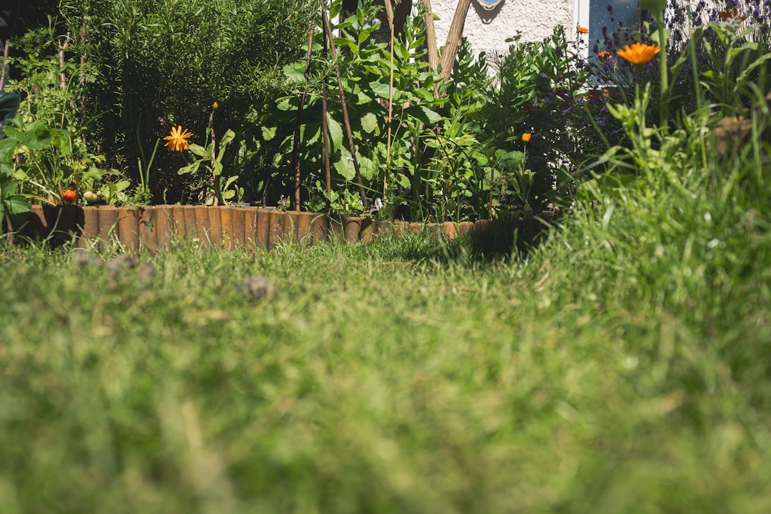Vegetable Garden Ideas: Layouts, Plans & Tips for 2026 - D and G Flooring