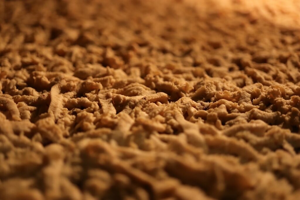 Can Fleas Live in Carpet? Yes — Here's How to Get Rid of Them