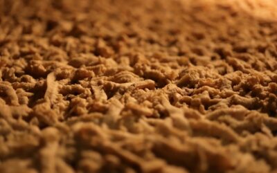 Can Fleas Live in Carpet? Yes — Here's How to Get Rid of Them
