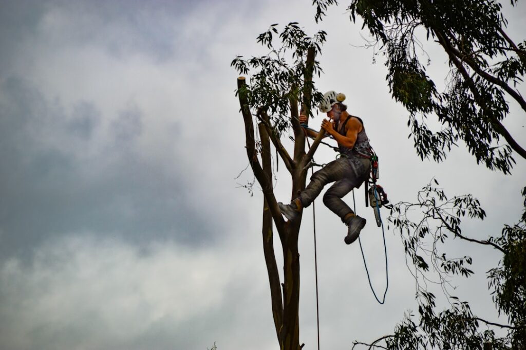 Professional arborist trimming large tree branches with safety equipment