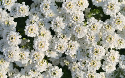 Alyssum Carpet of Snow: Complete Guide for Homeowners