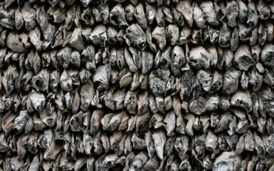Animal Print Carpet Wall to Wall: A Designer’s Buying Guide