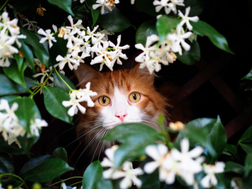 Are Spider Plants Safe for Cats: What You Need to Know