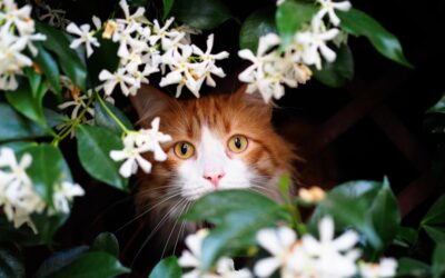 Are Spider Plants Safe for Cats: What You Need to Know