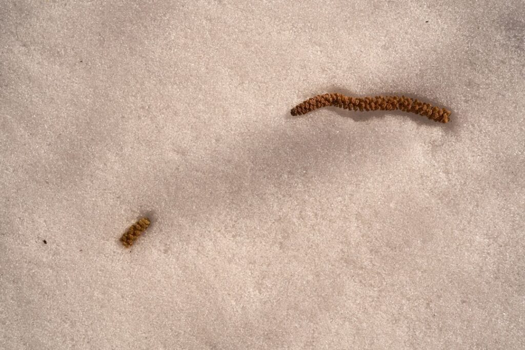 Baby Carpet Beetle Larvae: Complete Guide for Homeowners