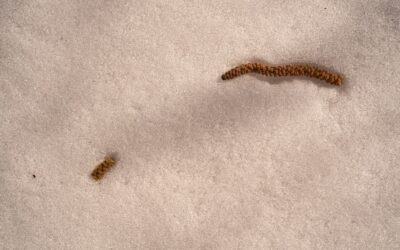 Baby Carpet Beetle Larvae: Complete Guide for Homeowners