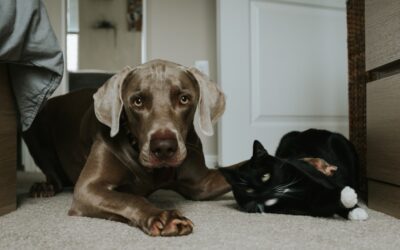 Best Carpet for Kids and Pets: Top Picks and Buying Guide
