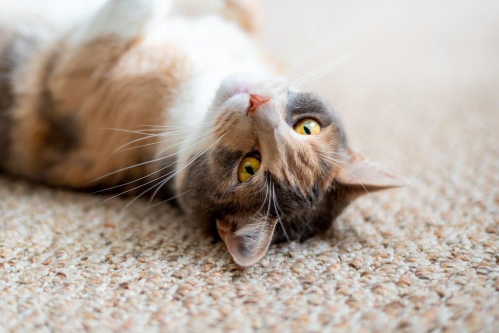 Best Carpet for Pets That Pee: Top Picks and Buying Guide