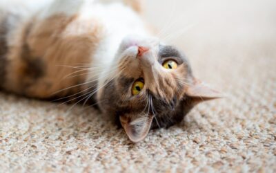 Best Carpet for Pets That Pee: Top Picks and Buying Guide