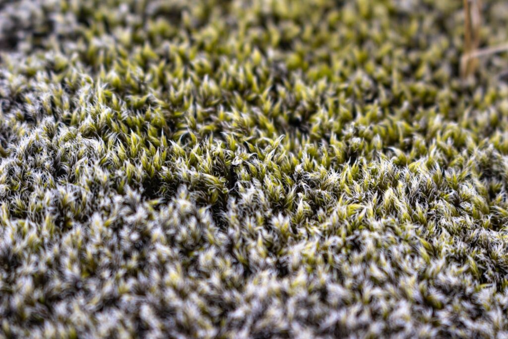 Bugs in Carpet: Complete Guide for Homeowners