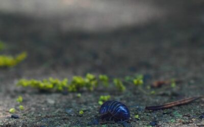 Carpet Beetle Ohio: Complete Guide for Homeowners