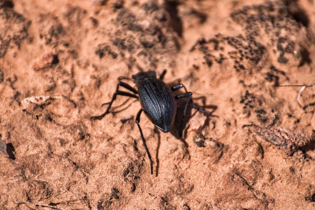 Carpet Beetle Utah: Complete Guide for Homeowners