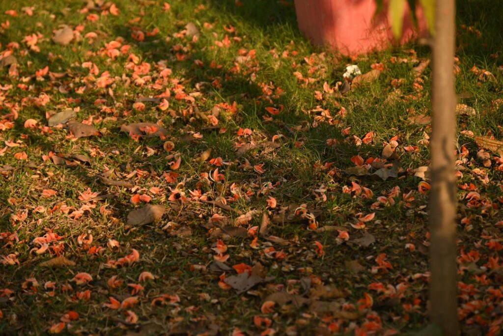 Carpet Change: Complete Guide for Homeowners