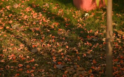 Carpet Change: Complete Guide for Homeowners