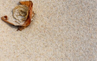 Carpet Choice: Complete Guide for Homeowners