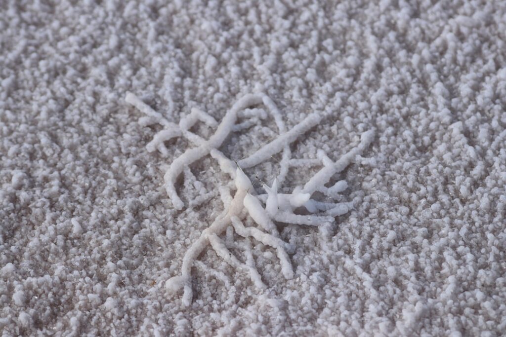 Carpet Worms: Complete Guide for Homeowners