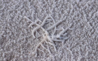 Carpet Worms: Complete Guide for Homeowners
