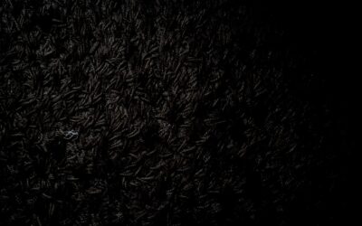 Cheap Black Carpet: Complete Guide for Homeowners