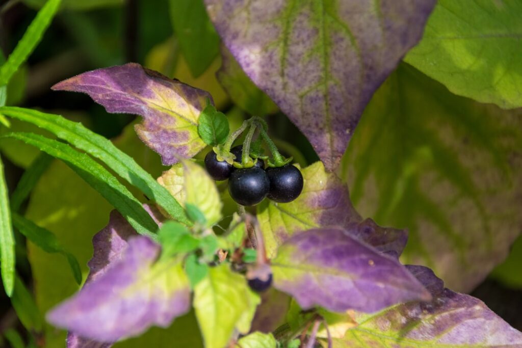 Deadly Nightshade Berry: Identification, Dangers, and Safe Removal