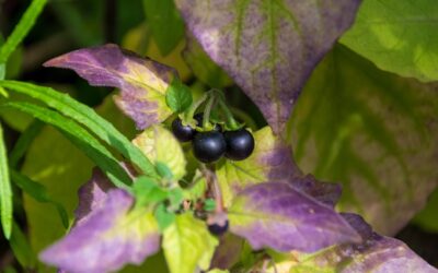Deadly Nightshade Berry: Identification, Dangers, and Safe Removal