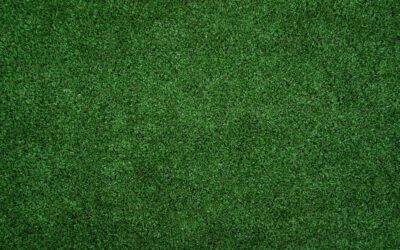 Diatomaceous Earth for Carpet Beetles: Complete Guide
