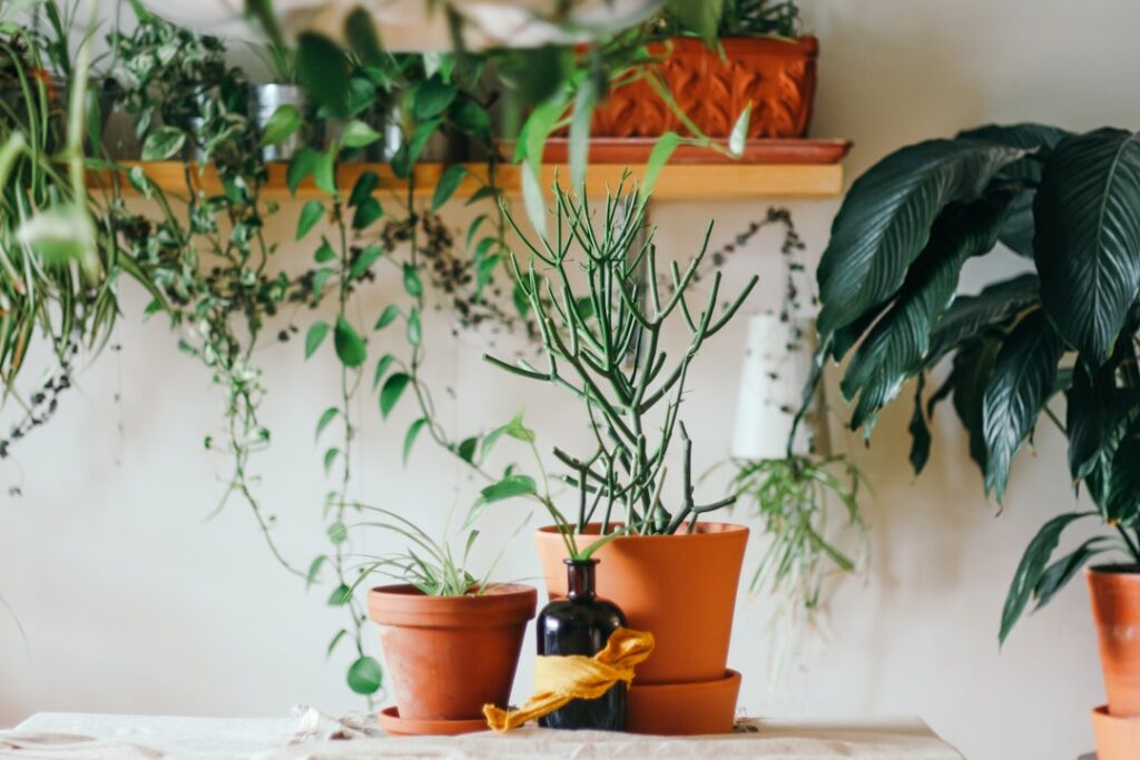 DIY Fungicide for Plants: Complete Guide for Homeowners