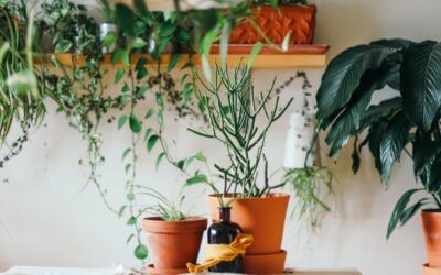 DIY Fungicide for Plants: Complete Guide for Homeowners