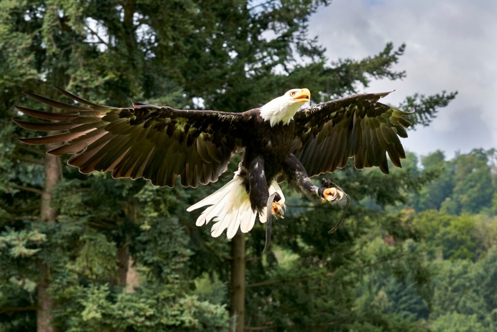 Eagles Rug: A Complete Guide for Homeowners and Fans