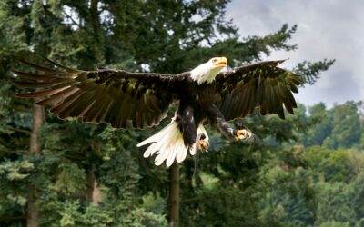 Eagles Rug: A Complete Guide for Homeowners and Fans